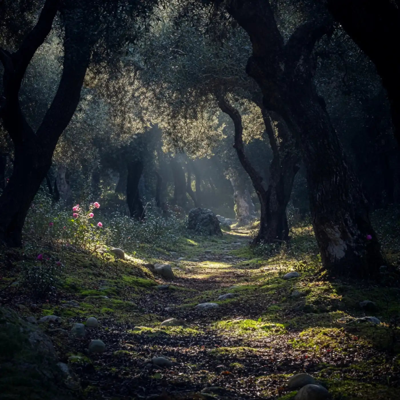 HELLENIST A L'OMBRE D'ARTEMIS EDP